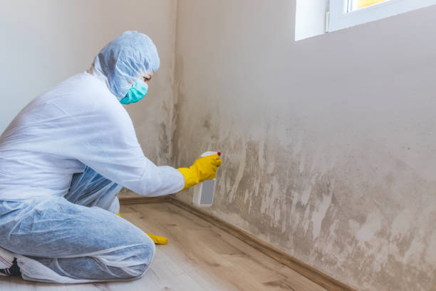 Licensed Mold Testing service in Quincy, IL - WQB Mold Removal