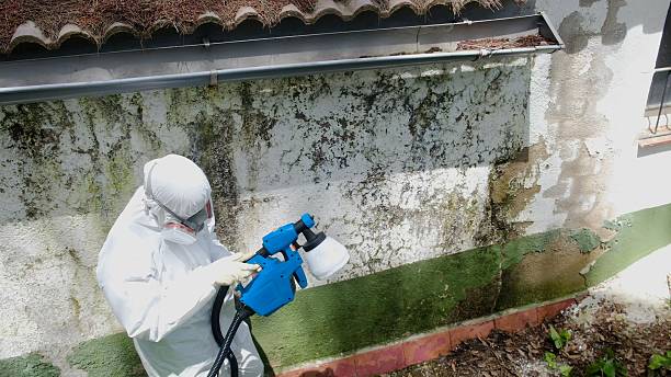 Top rated local Mold Testing specialists in Quincy, IL